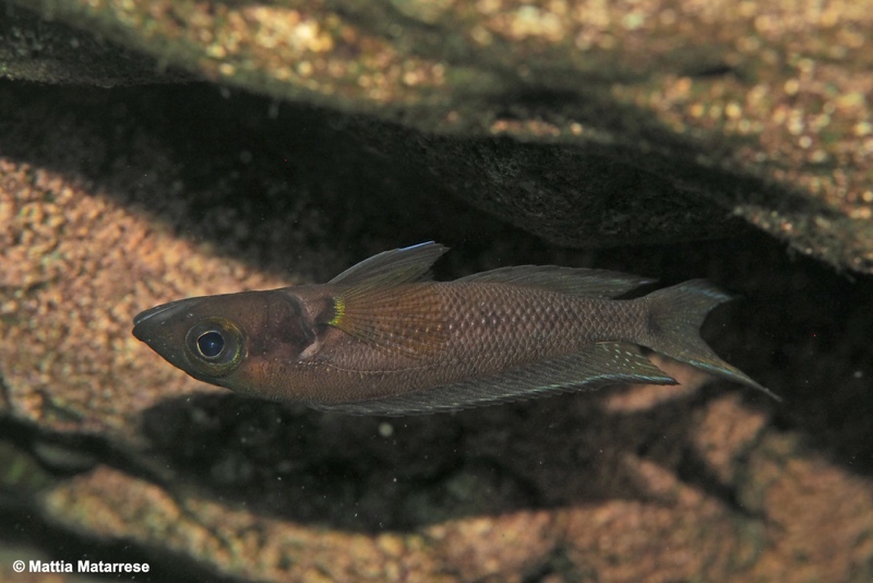 Neolamprologus furcifer 'Ifala'